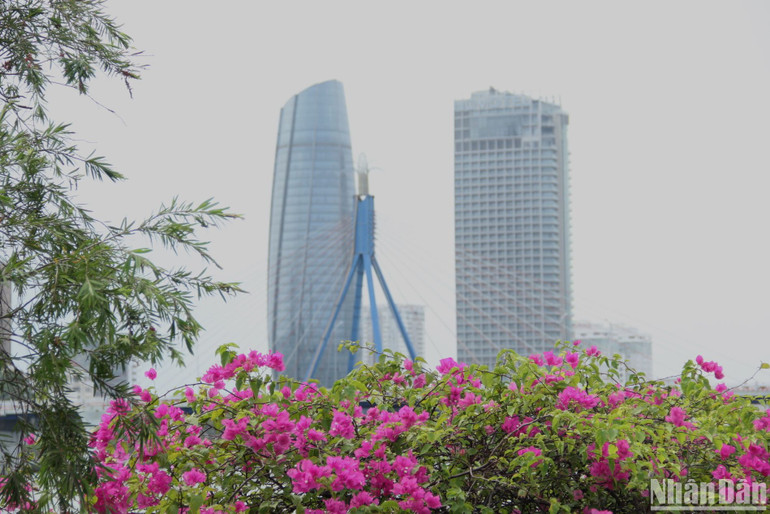 Hoa giấy nở phía bờ Đông sông Hàn.