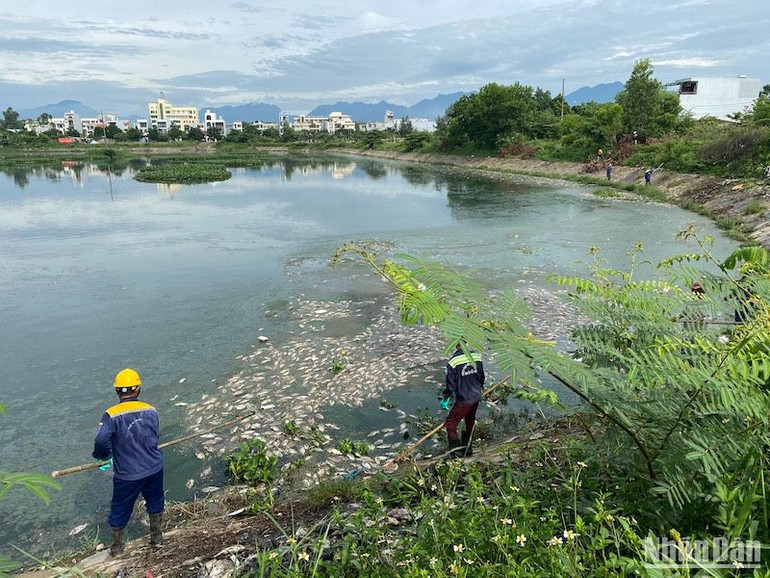 Các công nhân nỗ lực vớt xác cá, xử lý môi trường.