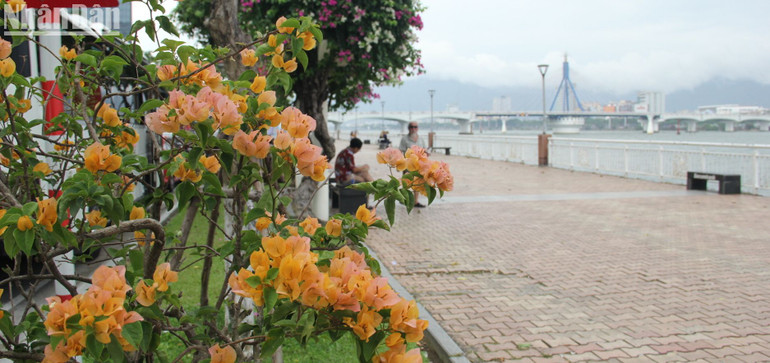 Hoa khoe sắc đắm say.