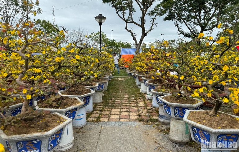 Các tiểu thương cho hay, chưa năm nào mai bán ế như năm nay, dù đến thời điểm này, giá đã hạ từ 50-70% vẫn rất ít khách hỏi mua. (Ảnh: ANH ĐÀO)