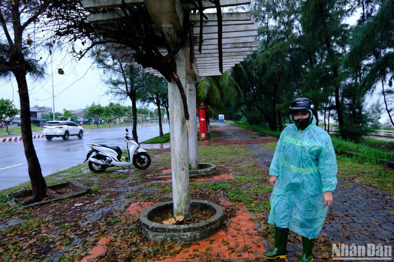 Ngay khi phát hiện cây bị cưa trộm, nhân viên Công ty Cây xanh Đà Nẵng đã tiến hành kiểm tra, kiểm đếm hiện trạng cây còn lại. Theo các nhân viên này, thời gian trước đây nhiều cây bị cưa trộm, sau đó được trồng lại nhưng hễ trồng lại, chưa lớn được bao nhiêu thì bị nhổ trộm, chặt trộm. Ngay khi phát hiện cây bị cưa trộm, nhân viên Công ty Cây xanh Đà Nẵng đã tiến hành kiểm tra, kiểm đếm hiện trạng cây còn lại. Theo các nhân viên này, thời gian trước đây nhiều cây bị cưa trộm, sau đó được trồng lại nhưng hễ trồng lại, chưa lớn được bao nhiêu thì bị nhổ trộm, chặt trộm.