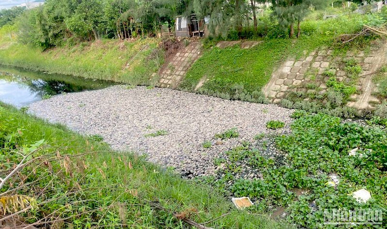 Lượng cá chết nổi trắng kênh Đa Cô, ảnh chụp sáng 22/7. (Ảnh: ANH ĐÀO) Lượng cá chết nổi trắng kênh Đa Cô, ảnh chụp sáng 22/7. (Ảnh: ANH ĐÀO)