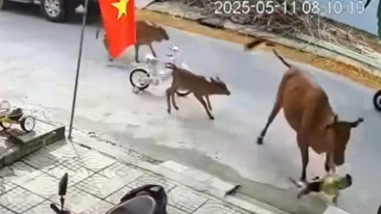 Hình ảnh bò bất ngờ húc ngã cháu bé 20 tháng tuổi gây xôn xao dư luận. (Ảnh: Mạng xã hội)
