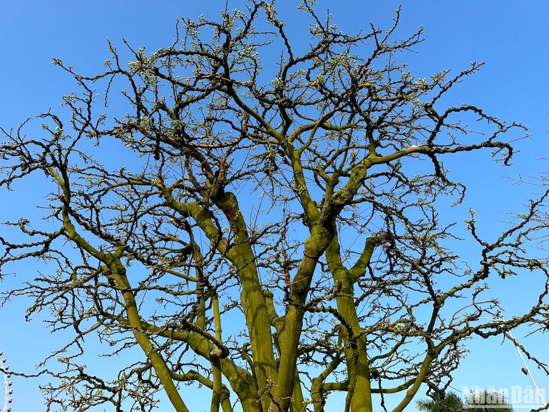 Cây mai cổ thụ này đã có mặt tại chợ hoa Xuân Đà Nẵng 10 năm nay. (Ảnh ANH ĐÀO)