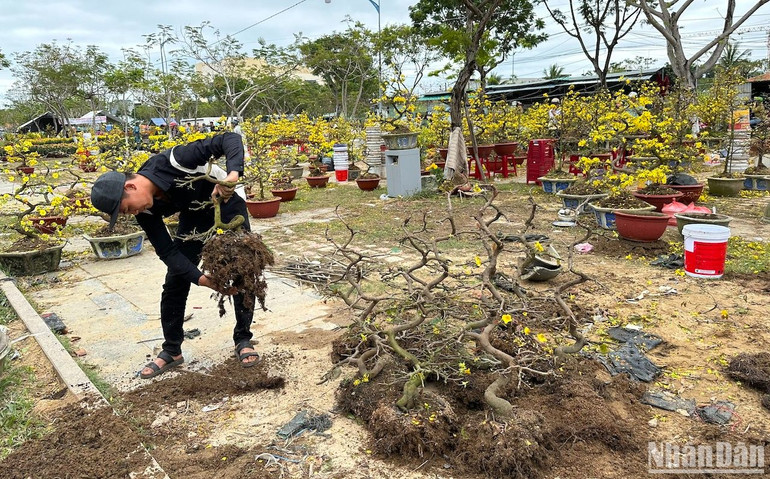 Hàng trăm chậu mai này sẽ rời chợ hoa Tết Đà Nẵng chiều 30. (Ảnh: ANH ĐÀO)