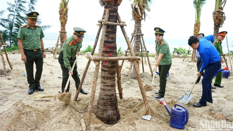 Công an thành phố Đà Nẵng trồng 120 cây dừa phủ xanh đường biển Đà Nẵng. (Ảnh: ANH ĐÀO)