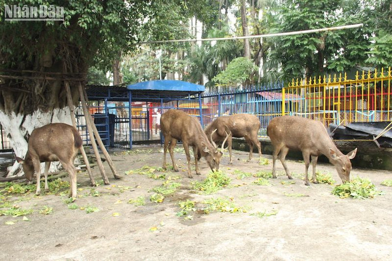 Khu vực vườn thú trong Công viên 29 Tháng 3. (Ảnh: ANH ĐÀO)