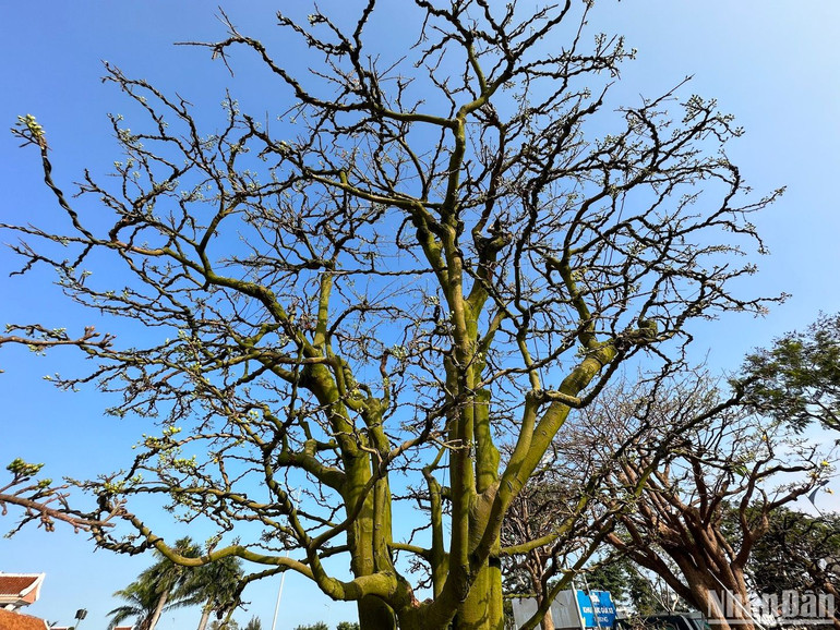 Tán mai rộng gần 5m được chủ vườn tạo dáng cẩn thận. (Ảnh ANH ĐÀO)