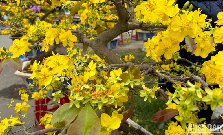 Mai Bình Định nở bừng sắc trưa 30 Tết tại chợ hoa Tết Đà Nẵng. (Ảnh: ANH ĐÀO)