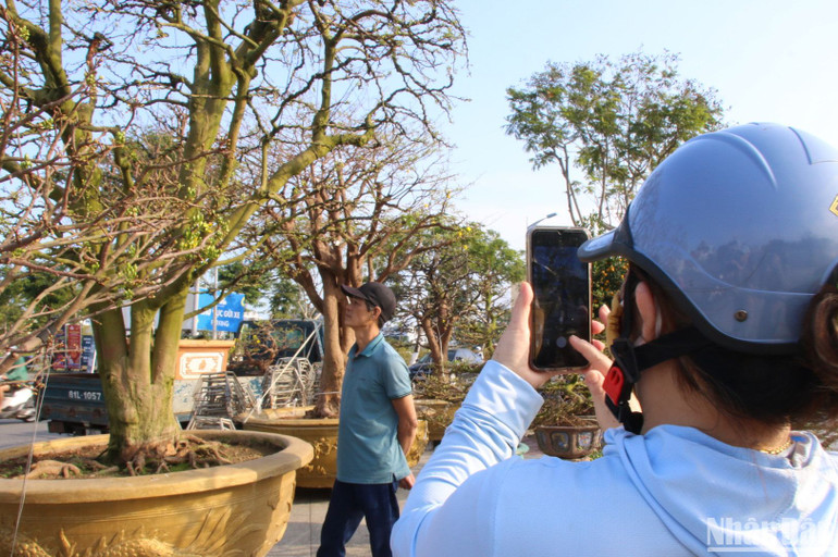 Nhiều người dân Đà Nẵng đến check-in bên cây mai cổ thụ này chiều ngày 31/1. (Ảnh ANH ĐÀO)