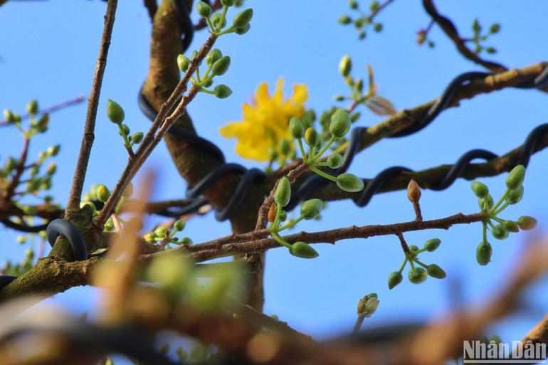 Gốc mai cổ thụ này chi chít búp và sẽ nở đúng dịp Tết Nguyên đán Giáp Thìn 2024. (Ảnh ANH ĐÀO)