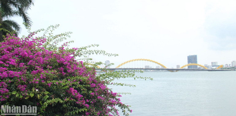 Cụm hoa giấy nở bạt ngàn nhìn về hướng cầu Rồng.