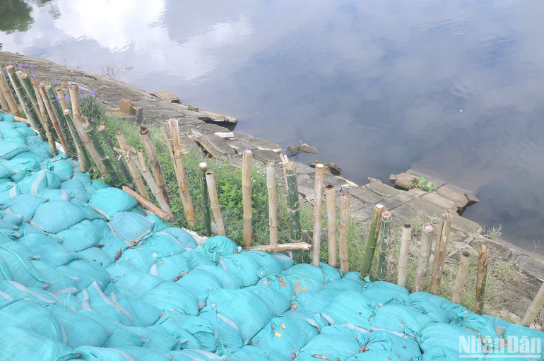 Hàng loạt cọc tre được đóng sâu xuống bờ kênh, sau đó đắp bao cát lên các vị trí bị sụt lún. Hàng loạt cọc tre được đóng sâu xuống bờ kênh, sau đó đắp bao cát lên các vị trí bị sụt lún.