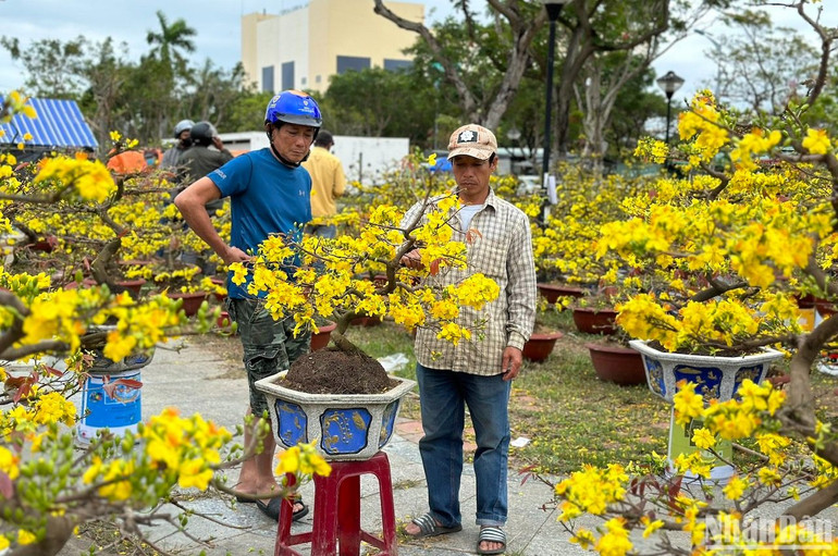 Các chủ vườn mai buồn vì số mai bán ra quá ít, trong khi chi phí vận chuyển quá tốn kém, chiều 30 Tết sẽ thuê vận chuyển về lại nhà vườn. (Ảnh: ANH ĐÀO)