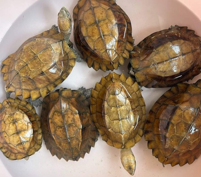 Hạt kiểm lâm Hòa Vang tiếp nhận 114 cá thể rùa để thả về môi trường tự nhiên. (Ảnh: Hạt kiểm lâm Hòa Vang)