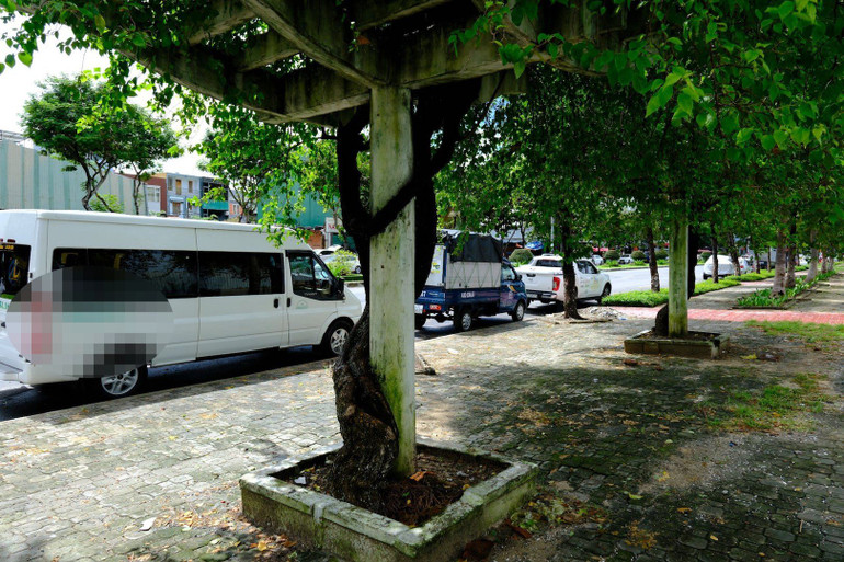 Để trồng được những cây hoa giấy đẹp và cho ra tán rộng như thế này, nhân viên Công ty cây Xanh phải chăm sóc, cắt tỉa thời gian dài. Để trồng được những cây hoa giấy đẹp và cho ra tán rộng như thế này, nhân viên Công ty cây Xanh phải chăm sóc, cắt tỉa thời gian dài.