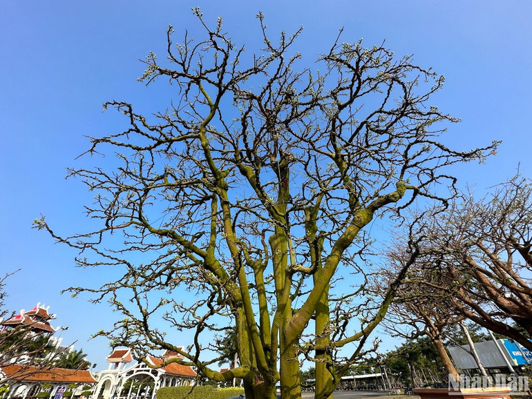 Tán cây mai cổ thụ tuyệt đẹp trong nắng chiều Đà Nẵng ngày cận Tết. (Ảnh ANH ĐÀO)