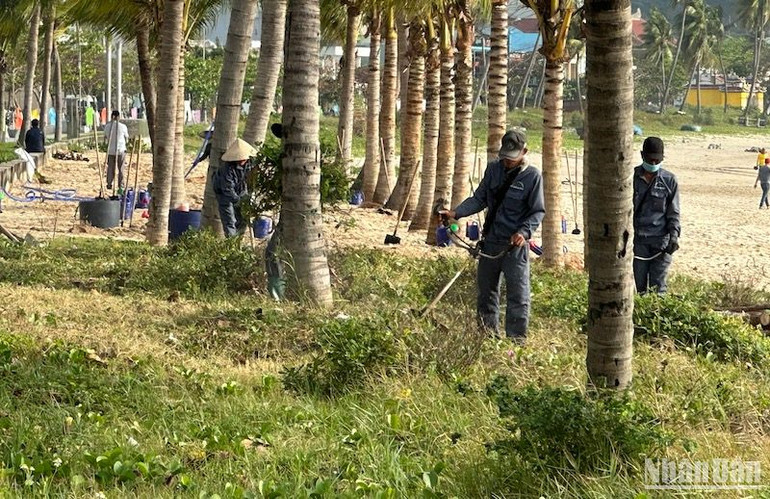 Đà Nẵng ra quân trồng cây và dọn vệ sinh môi trường tuyến biển Thọ Quang, Mân Thái (quận Sơn Trà). Ảnh: ANH ĐÀO