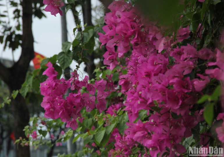 Hoa giấy tháng Tư trên thành phố biển ảnh 7