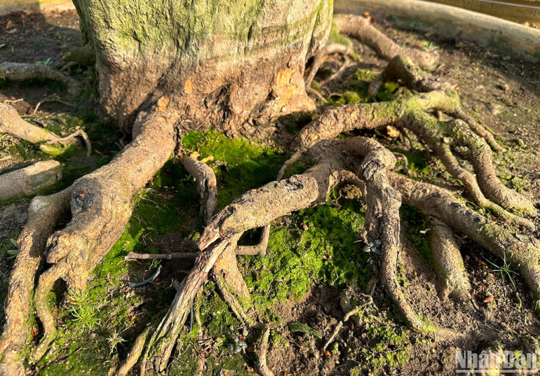 Gốc mai hơn 150 tuổi được chủ vườn chăm sóc cẩn trọng. (Ảnh ANH ĐÀO)