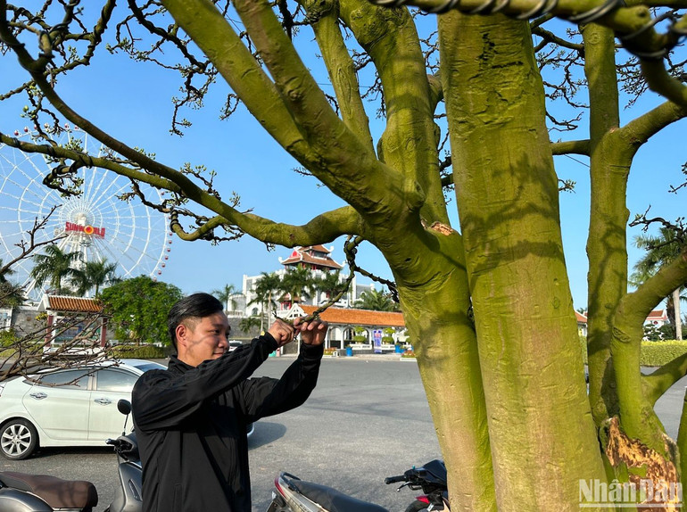 Anh La Thanh Tân, đại diện chủ vườn mai này, cho hay, chăm mai cổ không khó nhưng phải hiểu cây, hiểu đặc tính thời tiết để chăm sóc phù hợp và có như vậy, mai mới trổ hoa đúng dịp Tết. (Ảnh ANH ĐÀO)