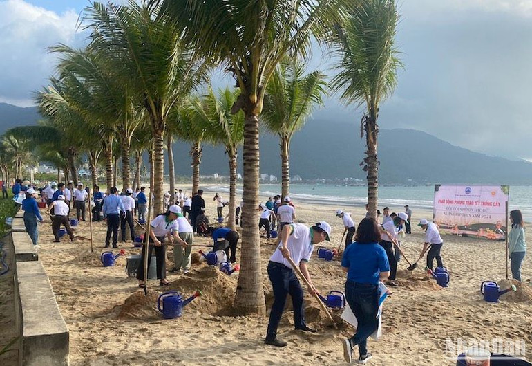 Đà Nẵng trồng thêm nhiều cây dừa dọc tuyến biển Thọ Quang-Mân Thái. Ảnh: ANH ĐÀO