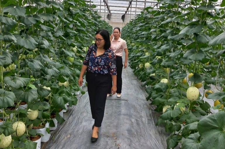 Mô hình trồng dưa tại thị trấn Hợp Hòa, Tam Dương.