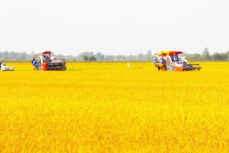 Đồng bằng sông Cửu Long đã khởi động những mô hình trồng lúa chất lượng cao đầu tiên. Đồng bằng sông Cửu Long đã khởi động những mô hình trồng lúa chất lượng cao đầu tiên.