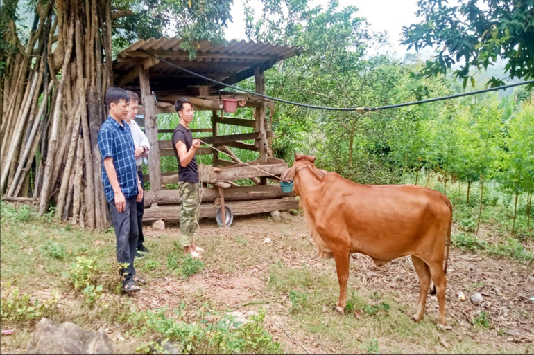 Gia đình anh Hoàng Văn Bình, dân tộc H’Mông ở xóm Khe Mong, xã Văn Lăng, huyện Đồng Hỷ được hỗ trợ bò sinh sản, tạo sinh kế thoát nghèo.