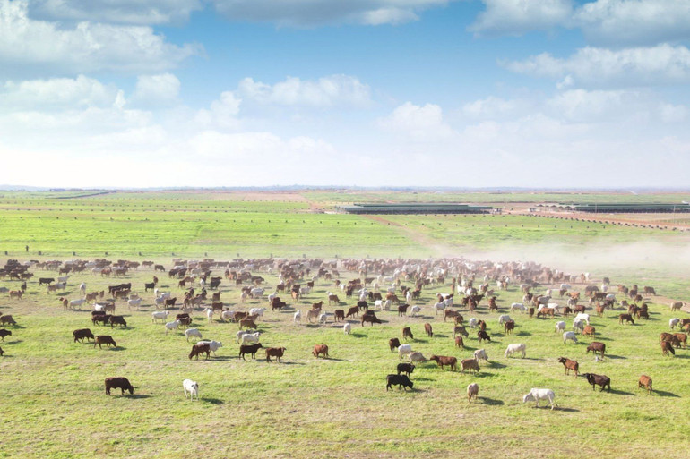 THACO AGRI dự kiến nâng tổng số đàn bò lên 151.500 con vào cuối năm 2024. THACO AGRI dự kiến nâng tổng số đàn bò lên 151.500 con vào cuối năm 2024.