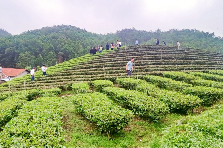 Tỉnh Thái Nguyên phát triển chè là sản phẩm nông nghiệp chủ lực gắn với phát triển du lịch.
