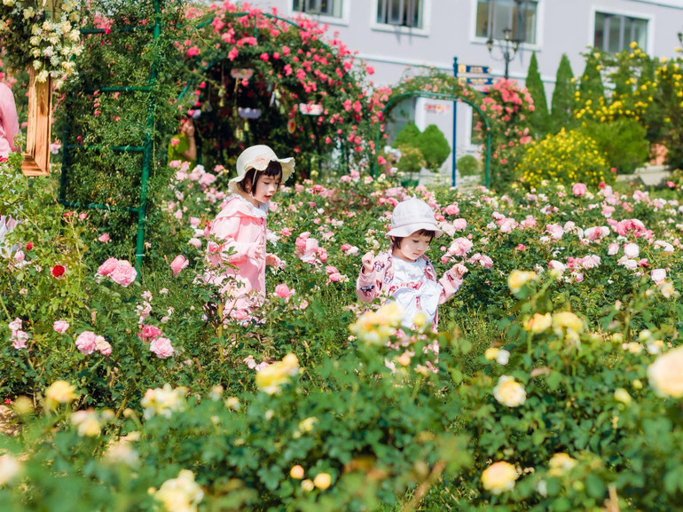 Lễ hội hoa hồng Fansipan 2024.