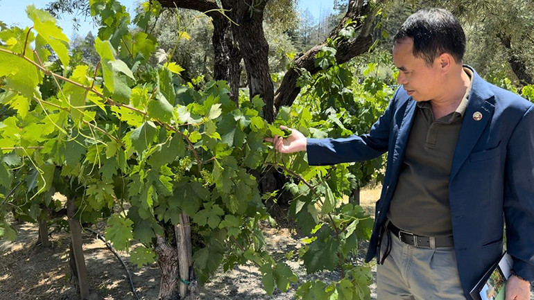 Doanh nhân Nguyễn Văn Tưởng và trang trại nho ở bang California.