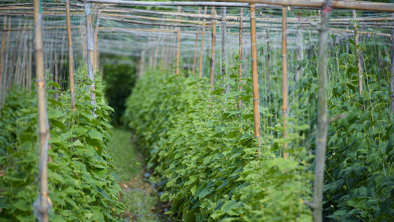 Một khu trồng đỗ ở Baan Nong Krating.