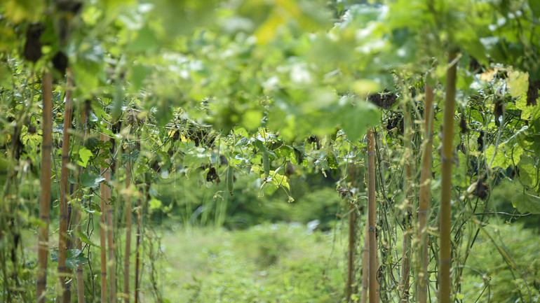 Những dàn mướp trĩu quả trong vườn của bà con nông dân.