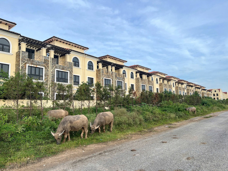 Một góc Khu đô thị An Khánh (Hà Nội) bị bỏ hoang nhiều năm. Ảnh: THẾ ĐẠI