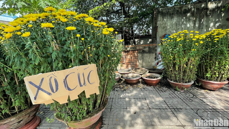 Chậu hoa cúc cỡ đại bày bán trên đường Phạm Văn Đồng (thành phố Thủ Đức) có mức giá 2,5 triệu đồng, ngày 29 Tết giảm còn 700 nghìn đồng cũng không ai mua. Chủ lô hoa cúc đã nhổ bỏ rất nhiều chậu cúc, không bán nữa. Chậu hoa cúc cỡ đại bày bán trên đường Phạm Văn Đồng (thành phố Thủ Đức) có mức giá 2,5 triệu đồng, ngày 29 Tết giảm còn 700 nghìn đồng cũng không ai mua. Chủ lô hoa cúc đã nhổ bỏ rất nhiều chậu cúc, không bán nữa.
