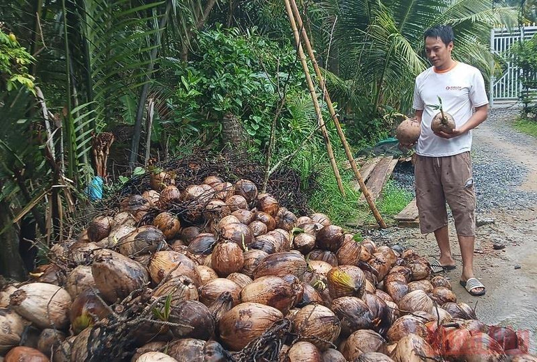 Hiện tại, dừa khô tồn đọng trong vườn dừa rất lớn do giá xuống thấp. Hiện tại, dừa khô tồn đọng trong vườn dừa rất lớn do giá xuống thấp.