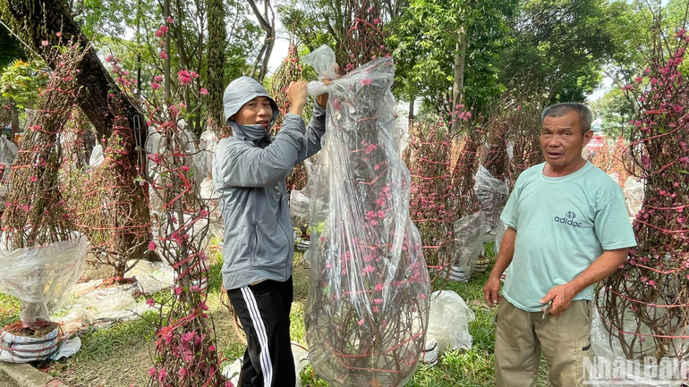 Hàng nghìn cây đào được đưa từ Hải Dương vào Chợ hoa Công viên Lê Văn Tám (quận 1, Thành phố Hồ Chí Minh) phục vụ nhu cầu Tết. Đào năm nay được đánh giá đẹp hơn năm ngoái rất nhiều, giá không tăng, nhưng tiêu thụ chậm hơn năm trước. Trưa 29 Tết, anh chỉ tiêu thụ được hơn 50% số lượng đào bày bán. Anh Nguyễn Văn Dũng, một người bán đào, chia sẻ: “Giải pháp để bán nhanh, chỉ có cách linh hoạt hạ giá bán thôi”. Hàng nghìn cây đào được đưa từ Hải Dương vào Chợ hoa Công viên Lê Văn Tám (quận 1, Thành phố Hồ Chí Minh) phục vụ nhu cầu Tết. Đào năm nay được đánh giá đẹp hơn năm ngoái rất nhiều, giá không tăng, nhưng tiêu thụ chậm hơn năm trước. Trưa 29 Tết, anh chỉ tiêu thụ được hơn 50% số lượng đào bày bán. Anh Nguyễn Văn Dũng, một người bán đào, chia sẻ: “Giải pháp để bán nhanh, chỉ có cách linh hoạt hạ giá bán thôi”.
