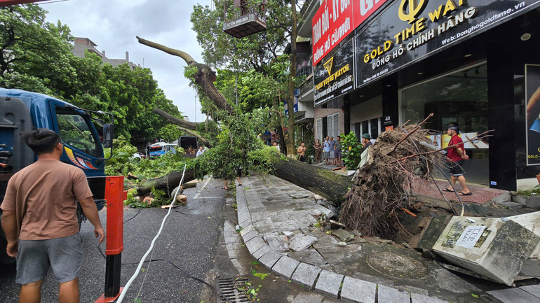 Gió bão quật đổ hàng trăm cây xanh tại thành phố Bắc Ninh. (Ảnh: AN TRÂN) Gió bão quật đổ hàng trăm cây xanh tại thành phố Bắc Ninh. (Ảnh: AN TRÂN)