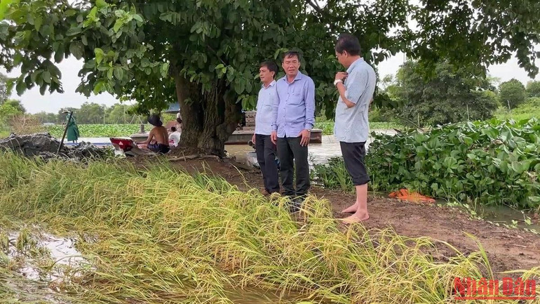 Lãnh đạo UBND huyện Tân Hưng (Long An) kiểm tra cánh đồng lúa ngập nước và chỉ đạo các giải pháp cứu lúa.
