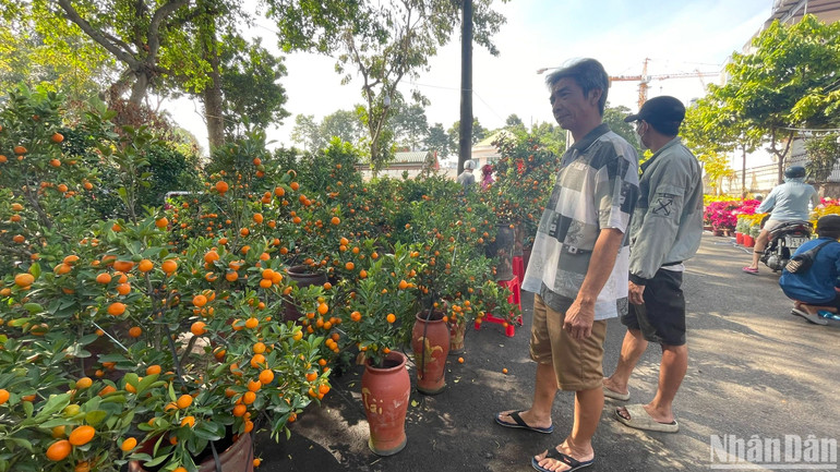Anh Tống Phương Bình, một người bán quất cảnh tại Chợ hoa xuân Nhà Thiếu nhi thành phố Thủ Đức chỉ tay vào chậu quất bon sai mang từ ngoài bắc vào, cho biết: “Ngày 28 Tết, chậu quất này có giá 1,2 triệu đồng/chậu, nay chỉ còn 800 nghìn đồng. Đã thế, người mua còn trả giá thấp hơn rồi bỏ đi làm chúng tôi càng thêm sốt ruột vì đã bán thấp hơn giá vườn". Anh Tống Phương Bình, một người bán quất cảnh tại Chợ hoa xuân Nhà Thiếu nhi thành phố Thủ Đức chỉ tay vào chậu quất bon sai mang từ ngoài bắc vào, cho biết: “Ngày 28 Tết, chậu quất này có giá 1,2 triệu đồng/chậu, nay chỉ còn 800 nghìn đồng. Đã thế, người mua còn trả giá thấp hơn rồi bỏ đi làm chúng tôi càng thêm sốt ruột vì đã bán thấp hơn giá vườn".
