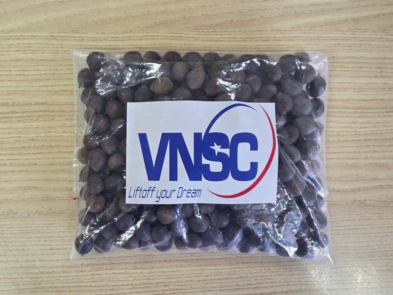 Hạt sen giống được chọn để đưa vào không gian.