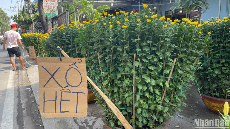Khi sức mua giảm, người bán hoa cúc trên đường Linh Đông (thành phố Thủ Đức) đã giảm giá 50% để mong “giải phóng” hết lô hàng sớm. Khi sức mua giảm, người bán hoa cúc trên đường Linh Đông (thành phố Thủ Đức) đã giảm giá 50% để mong “giải phóng” hết lô hàng sớm.