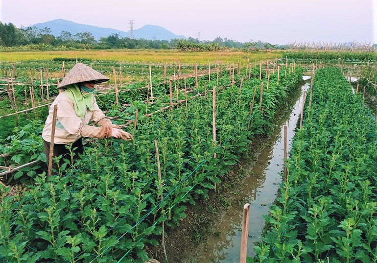 Cần mẫn bên ruộng hoa Tết. (Ảnh: Minh Minh)