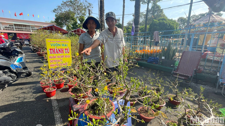 Anh Chí Linh (người chỉ tay) khá tâm tư vì lần đầu đưa 100 chậu mai giảo từ Bến Tre lên Chợ hoa xuân Nhà Thiếu nhi thành phố Thủ Đức bày bán, nhưng đến trưa 29 Tết mới bán được gần 50%. Giá các chậu mai nhỏ đã được hạ giá từ 400 nghìn đồng xuống còn 300 nghìn đồng để hút khách mua. Anh hy vọng sẽ bán được hết số mai này đến chiều ngày 30 Tết. Anh Chí Linh (người chỉ tay) khá tâm tư vì lần đầu đưa 100 chậu mai giảo từ Bến Tre lên Chợ hoa xuân Nhà Thiếu nhi thành phố Thủ Đức bày bán, nhưng đến trưa 29 Tết mới bán được gần 50%. Giá các chậu mai nhỏ đã được hạ giá từ 400 nghìn đồng xuống còn 300 nghìn đồng để hút khách mua. Anh hy vọng sẽ bán được hết số mai này đến chiều ngày 30 Tết.