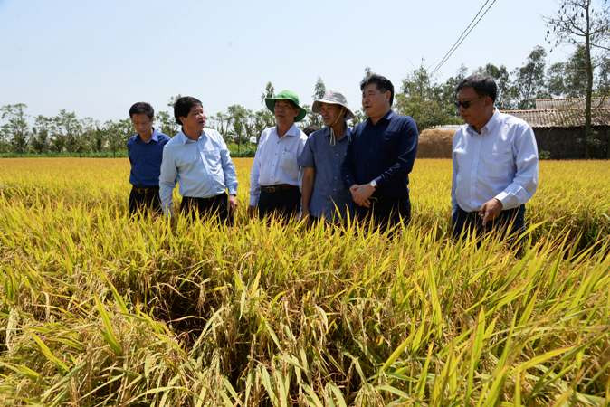 Tham quan mô hình trồng lúa chất lượng cao ở huyện Gò Công Đông (Tiền Giang).
