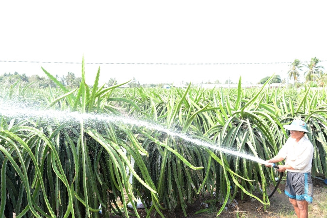 Trồng và chăm sóc thanh long tại huyện Chợ Gạo (Tiền Giang).