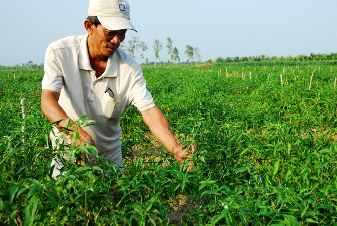 Trồng ớt ở xã Bình Ninh, huyện Chợ Gạo, tỉnh Tiền Giang.