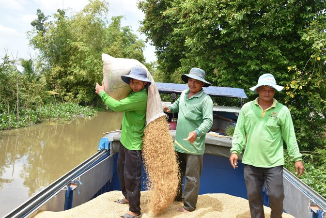 Thương lái mua lúa về cung ứng cho các doanh nghiệp xuất khẩu gạo tại xã Hậu Mỹ Bắc A, huyện Cái Bè (Tiền Giang).